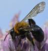 Andrena thoracica